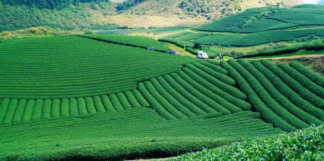 Moc Chau Tea Festival opens - Vietnam Discovery Travel