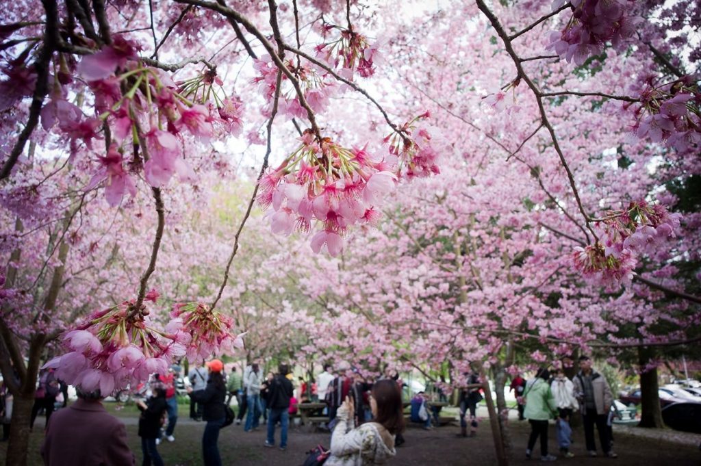 Cherry blossom festival take place Noi March Vietnam